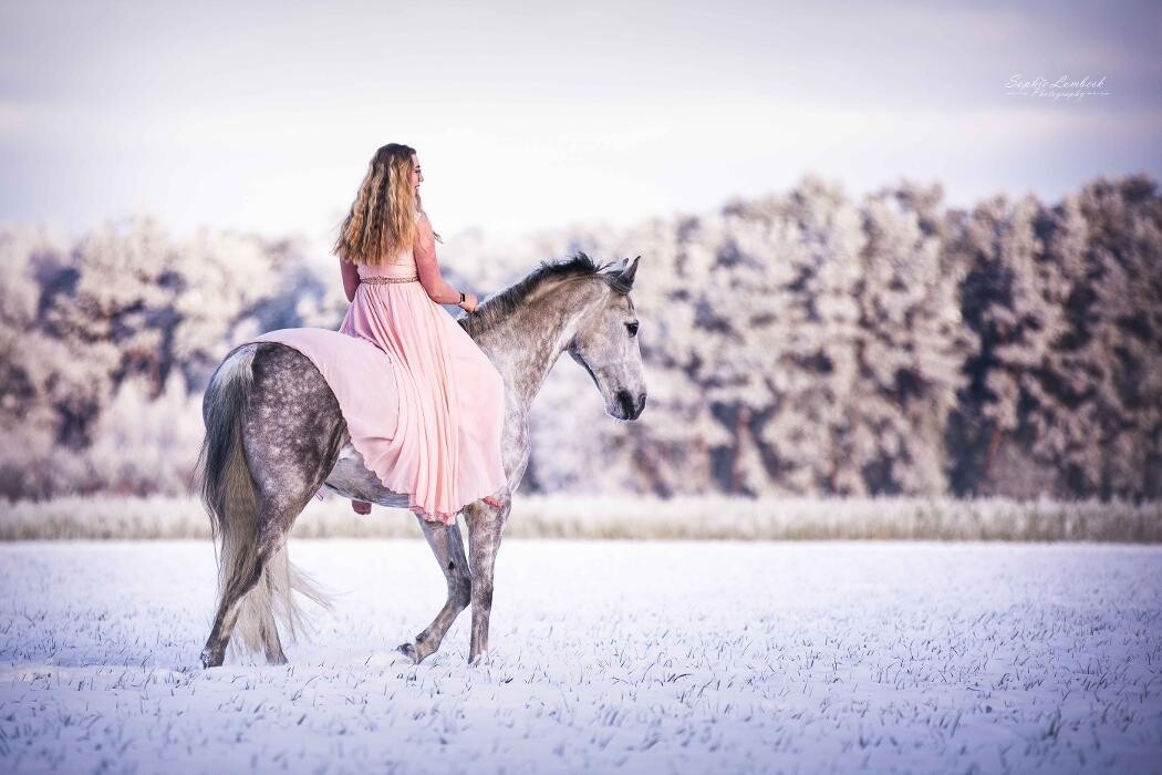 Bilder Beshepherd Tierfotografie - Sophie Lombeck