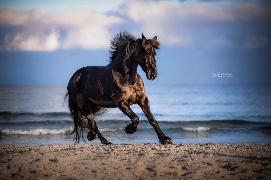 Bilder Beshepherd Tierfotografie - Sophie Lombeck