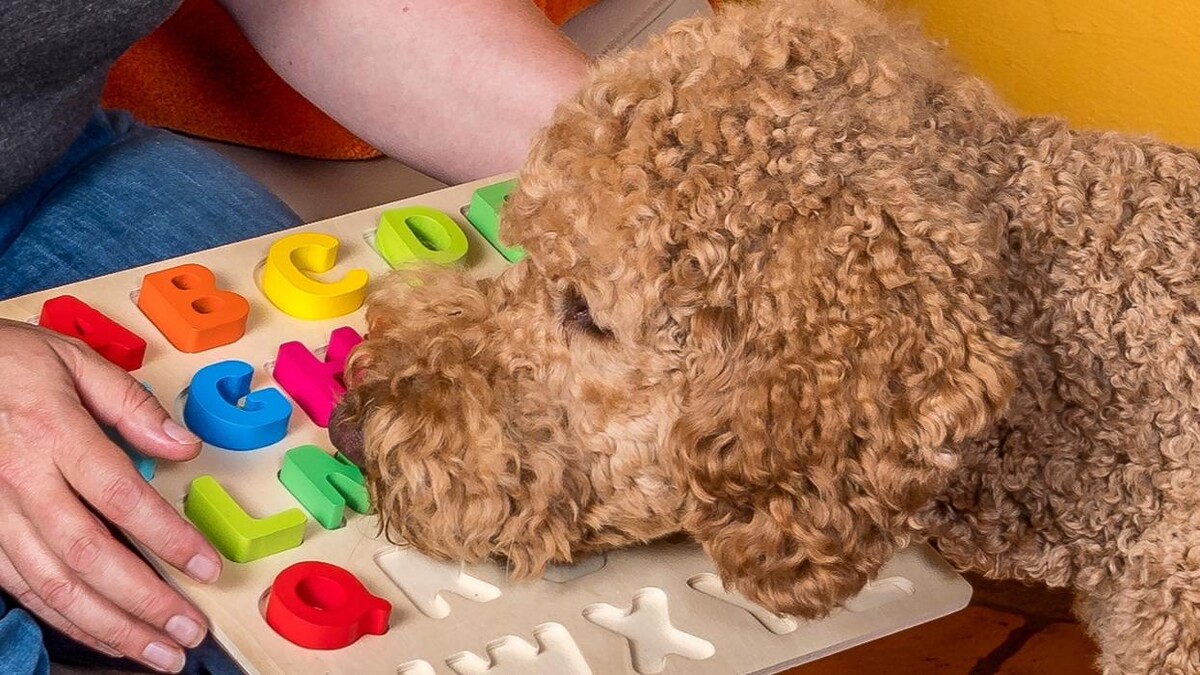 Bilder Deinhundhilft.de