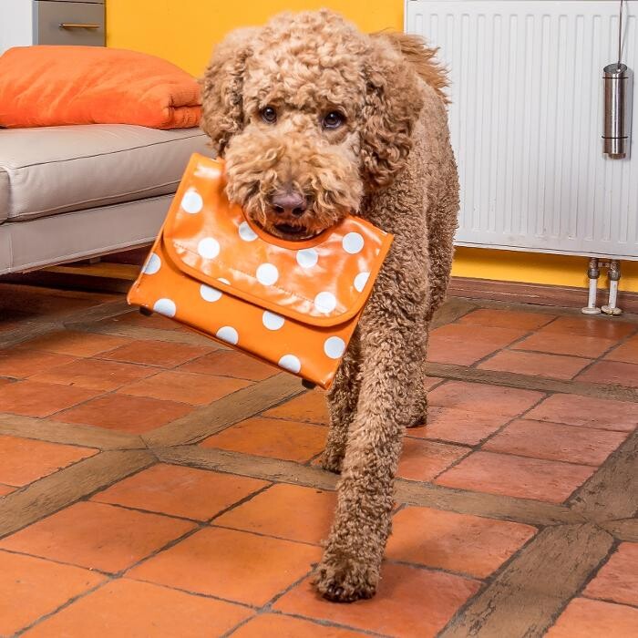 Bilder Deinhundhilft.de