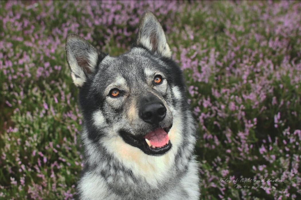 Bilder Tales of light and darkness