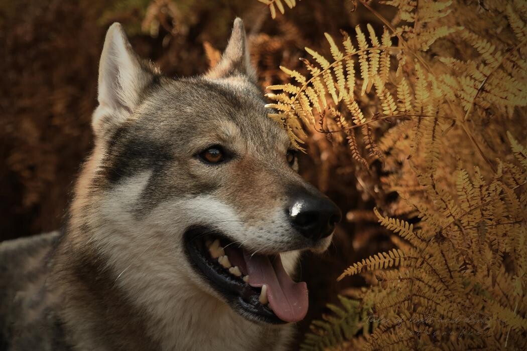 Bilder Tales of light and darkness