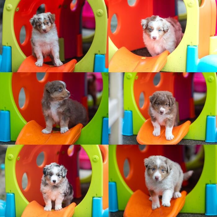 Bilder Pawdreams