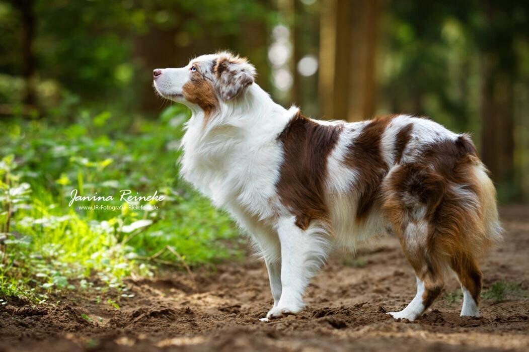 Bilder Pawdreams