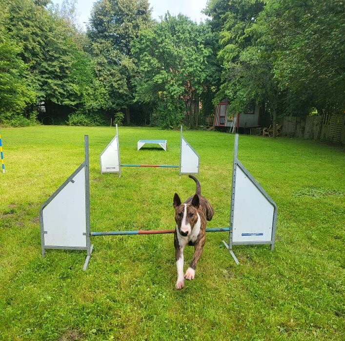 Bilder Hundeschule Liane Vettori, Zertifikat IHK/BHV