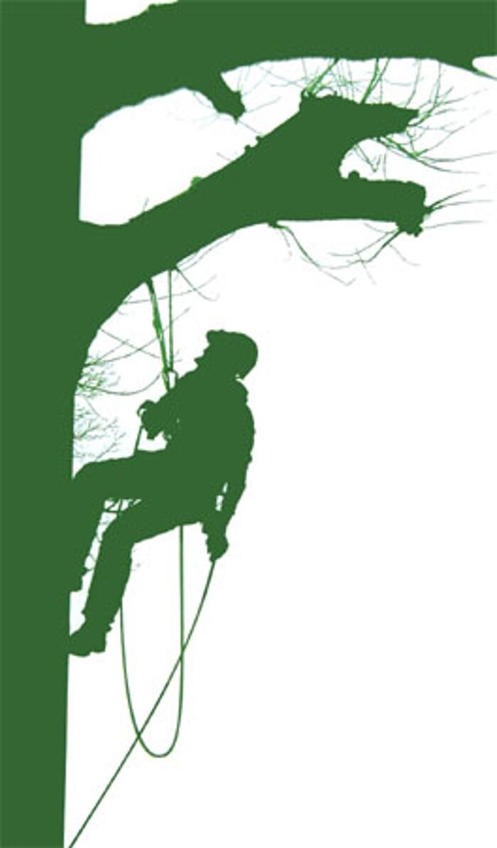 Baumpflege Niklas Haferkamp Logo