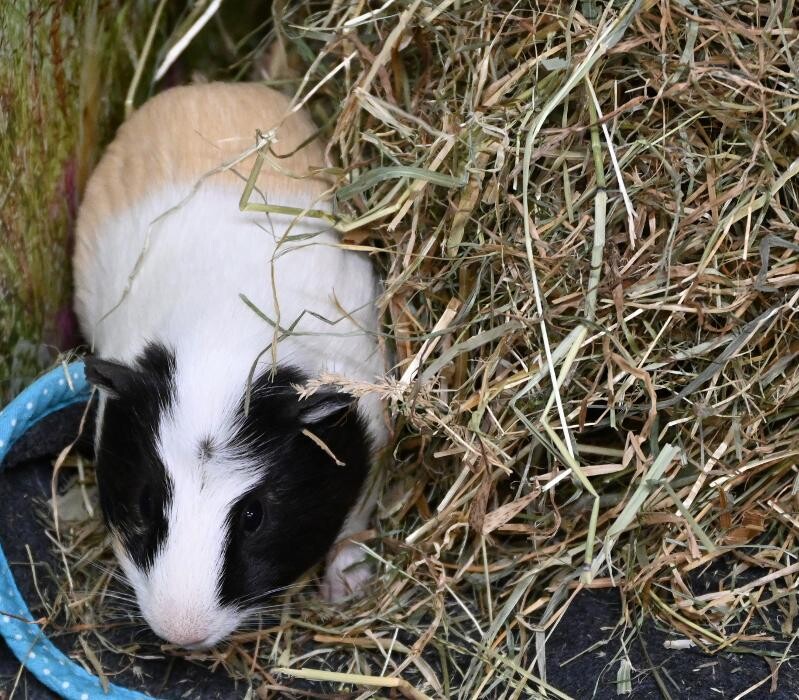 Bilder DAS FUTTERHAUS - Bremen-Weserpark
