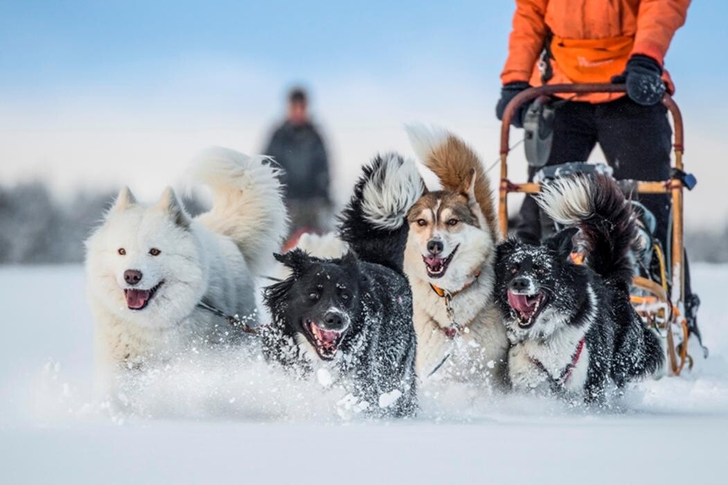 Bilder Schlittenhunde in Thüringen / Hundesalon