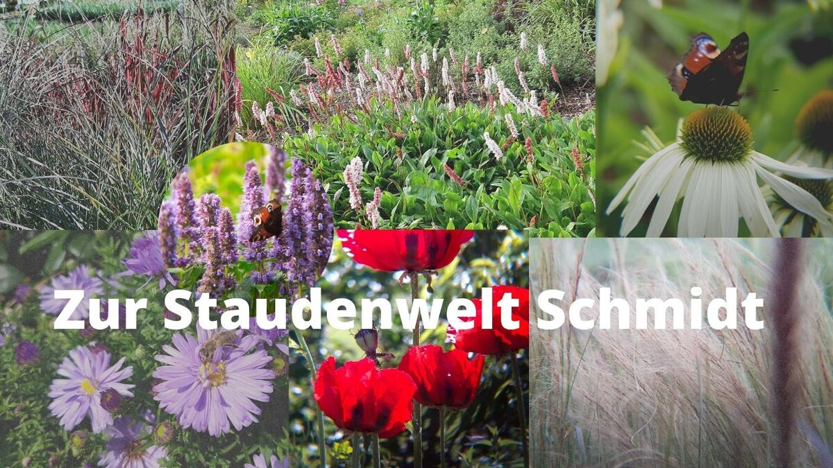 Bilder Zur Staudenwelt Schmidt Staudengärtnerei