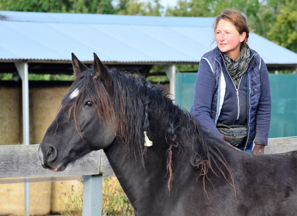 Bilder Der direkte Draht zum Pferd