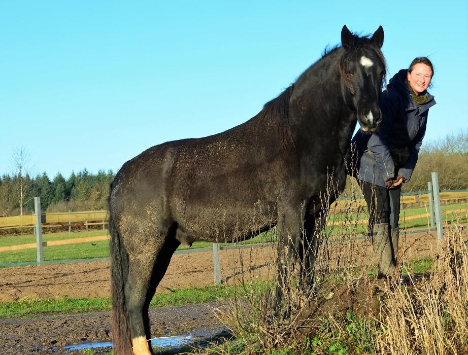 Bilder Der direkte Draht zum Pferd