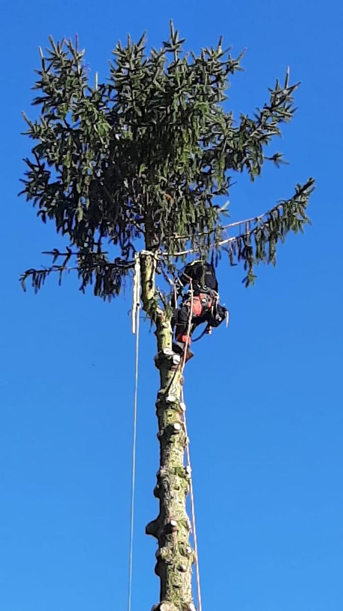 Bilder Baumarbeiten Förster