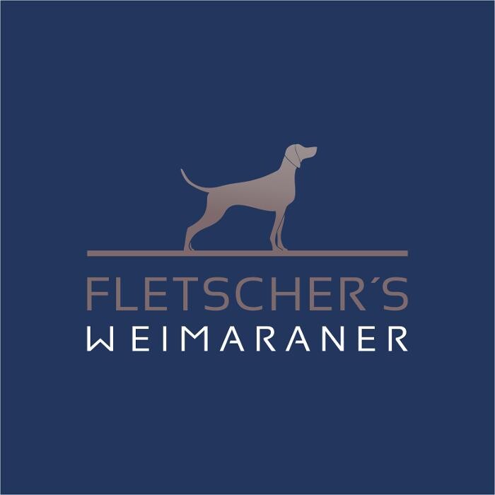 Bilder Fletschers Weimaraner