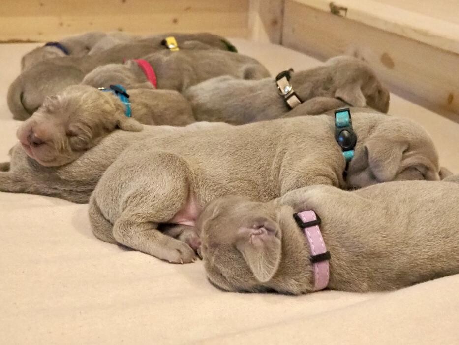 Bilder Fletschers Weimaraner