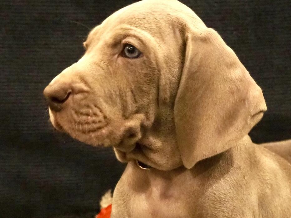 Bilder Fletschers Weimaraner
