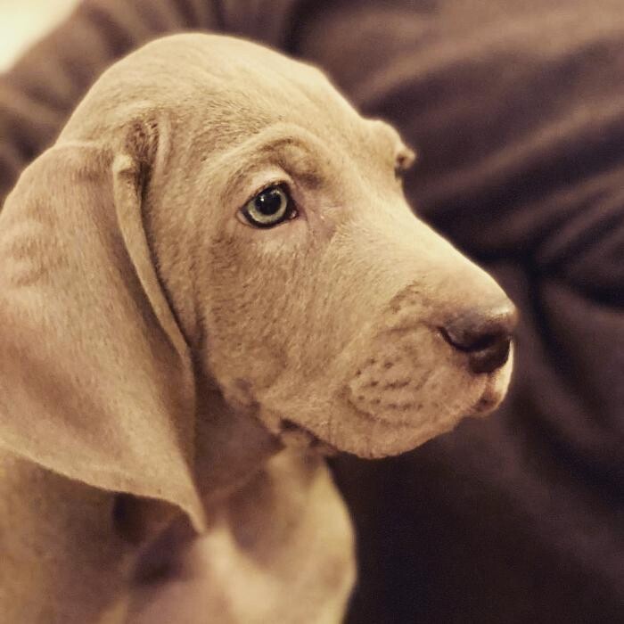Bilder Fletschers Weimaraner