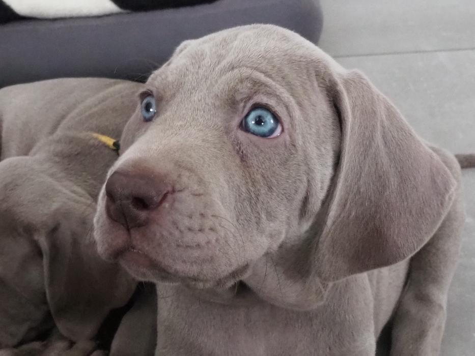 Bilder Fletschers Weimaraner