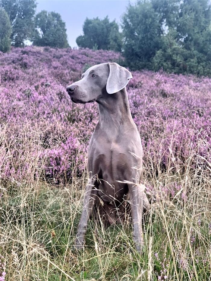 Bilder Fletschers Weimaraner