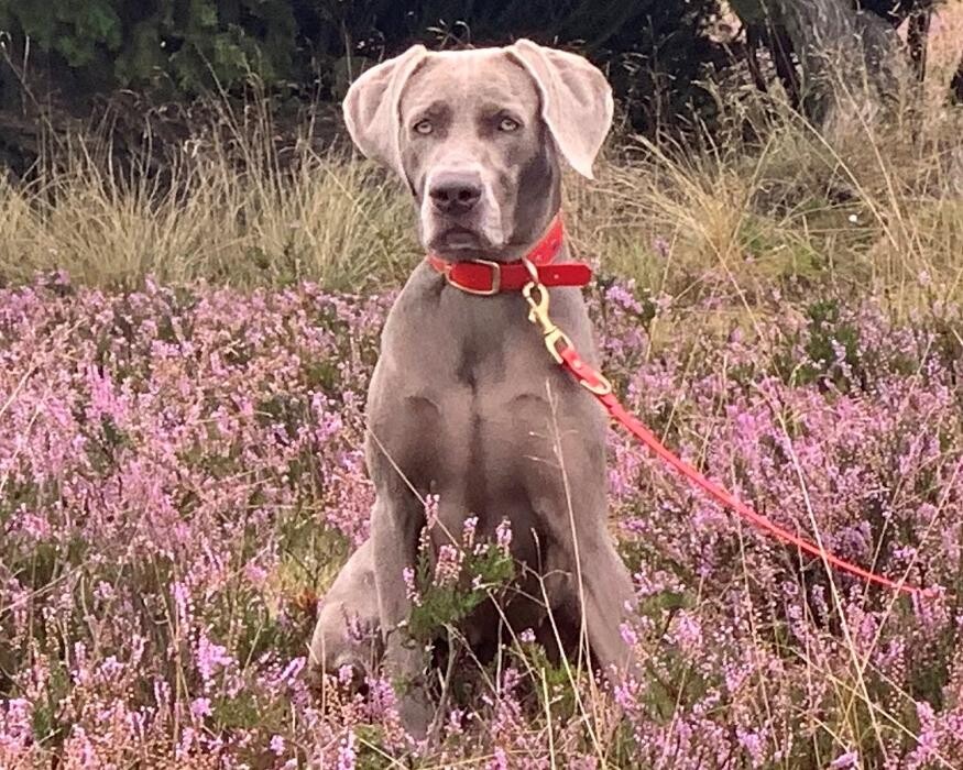 Bilder Fletschers Weimaraner