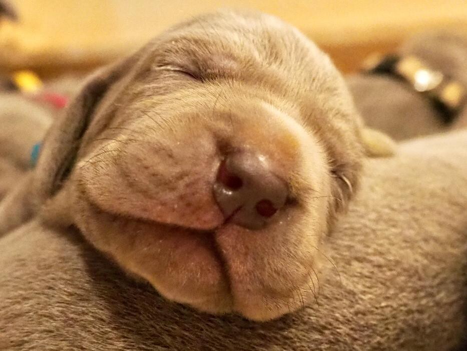 Bilder Fletschers Weimaraner