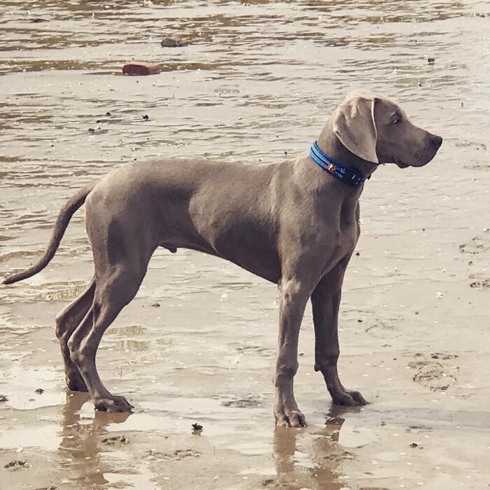 Bilder Fletschers Weimaraner