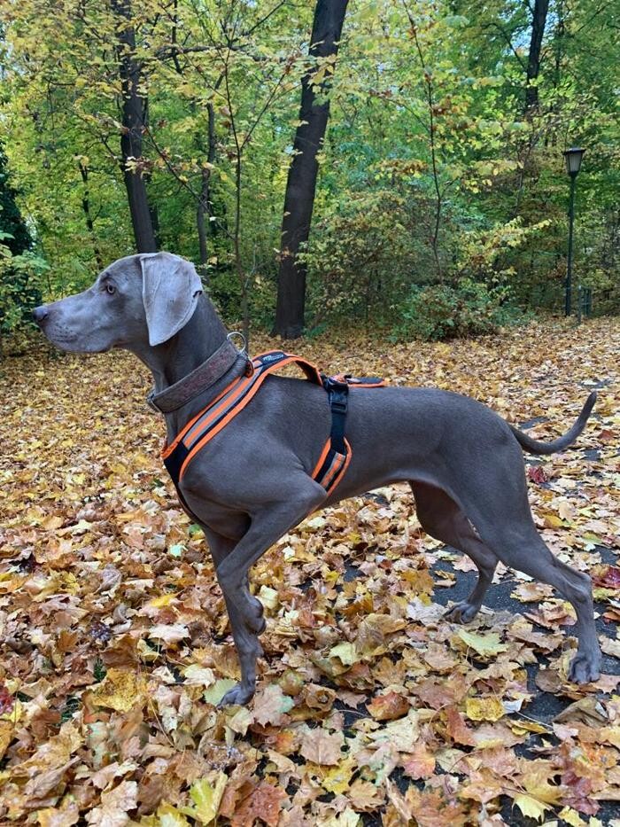 Bilder Fletschers Weimaraner