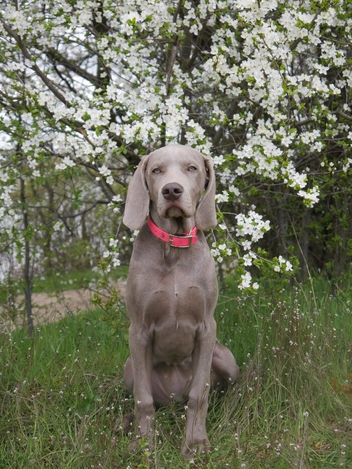 Bilder Fletschers Weimaraner