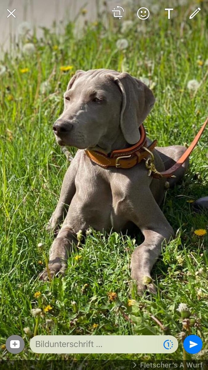 Bilder Fletschers Weimaraner