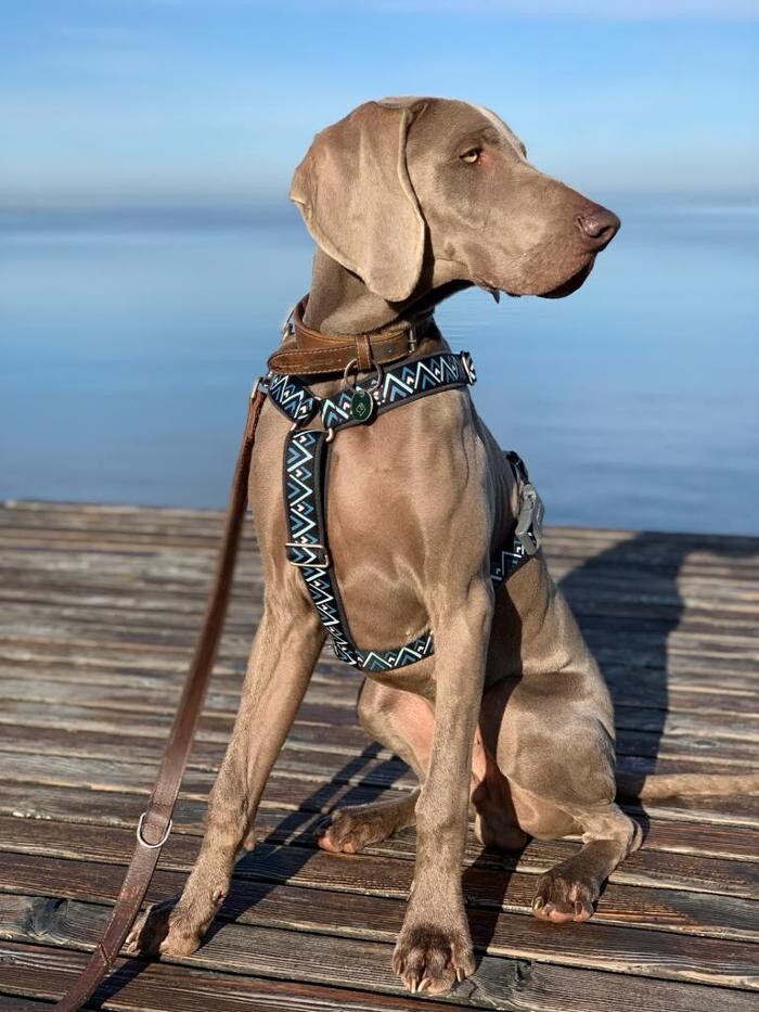 Bilder Fletschers Weimaraner