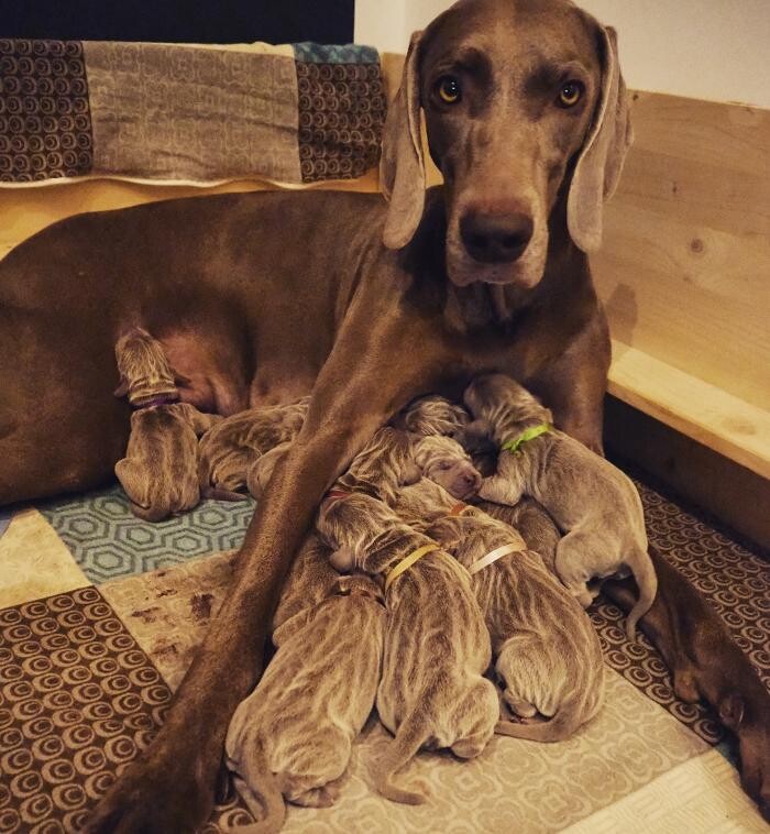 Bilder Fletschers Weimaraner