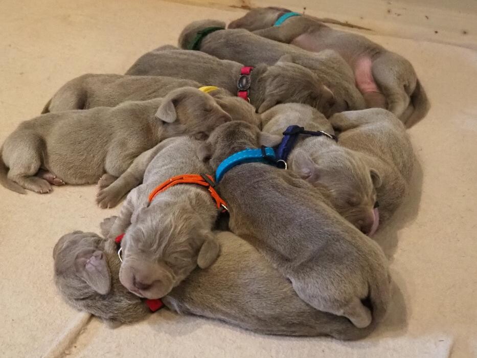 Bilder Fletschers Weimaraner