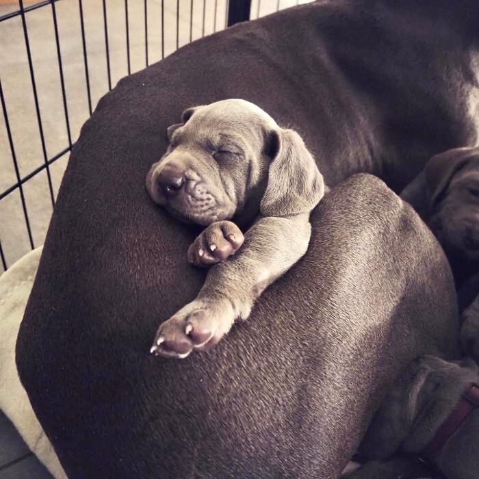 Bilder Fletschers Weimaraner