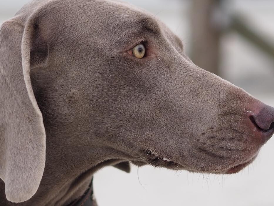 Bilder Fletschers Weimaraner