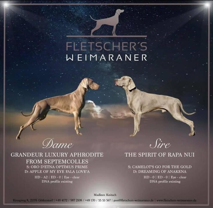 Bilder Fletschers Weimaraner