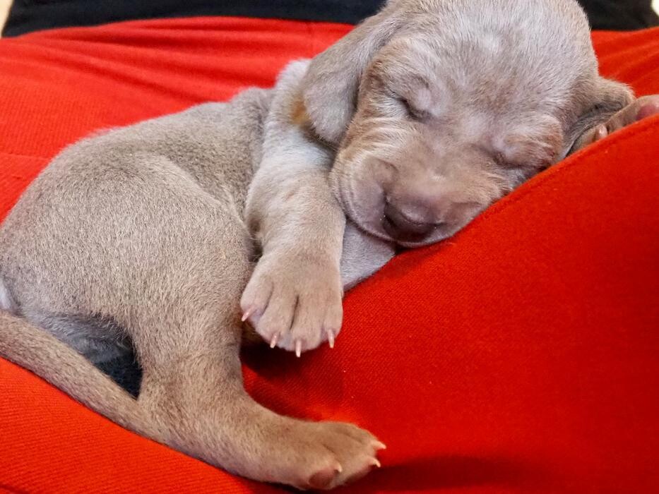 Bilder Fletschers Weimaraner
