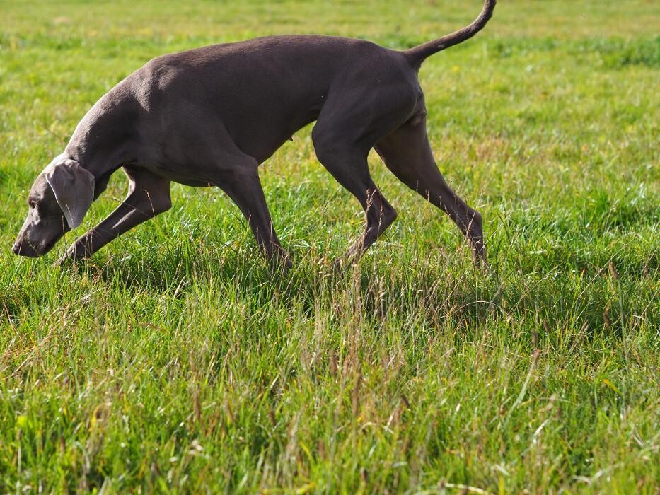 Bilder Fletschers Weimaraner