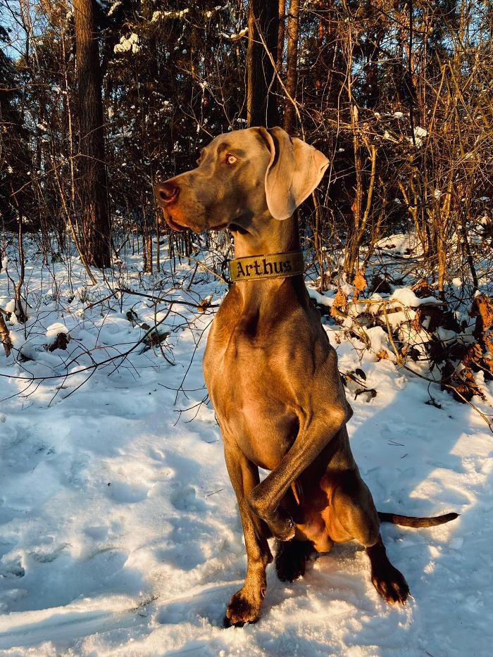 Bilder Fletschers Weimaraner