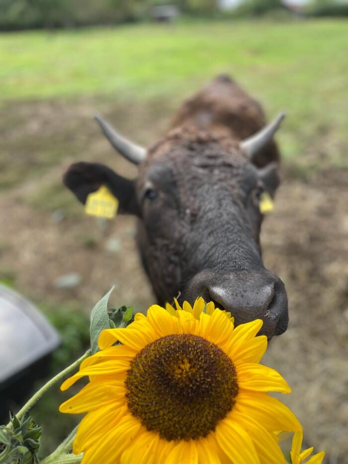 Bilder Wagyu Rinder Horstmann