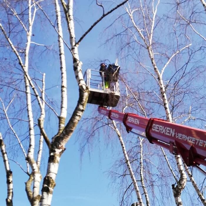 Bilder Baumdienst Klettermaxe e.K