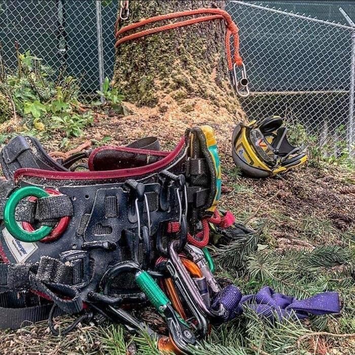 Bilder Baumdienst Klettermaxe e.K