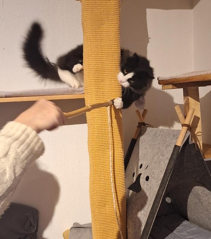 Bilder Katzenpension Schlereth