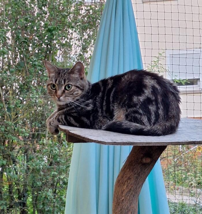 Bilder Katzenpension Schlereth