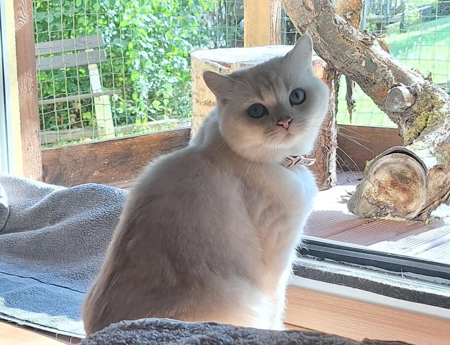 Bilder Katzenpension Schlereth