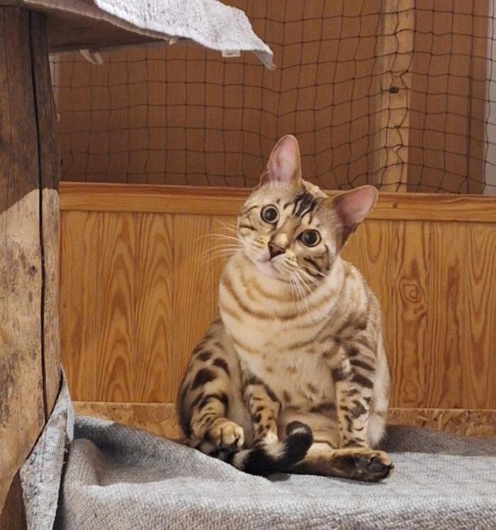 Bilder Katzenpension Schlereth