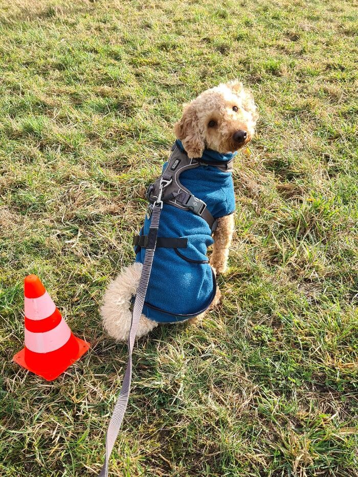 Bilder Hundetraining Zum Dream-Team