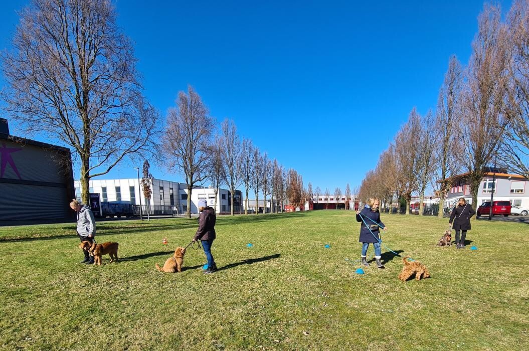 Bilder Hundetraining Zum Dream-Team