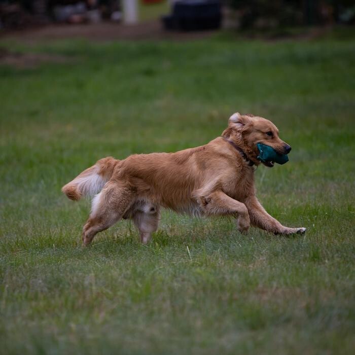 Bilder Hundetraining Zum Dream-Team