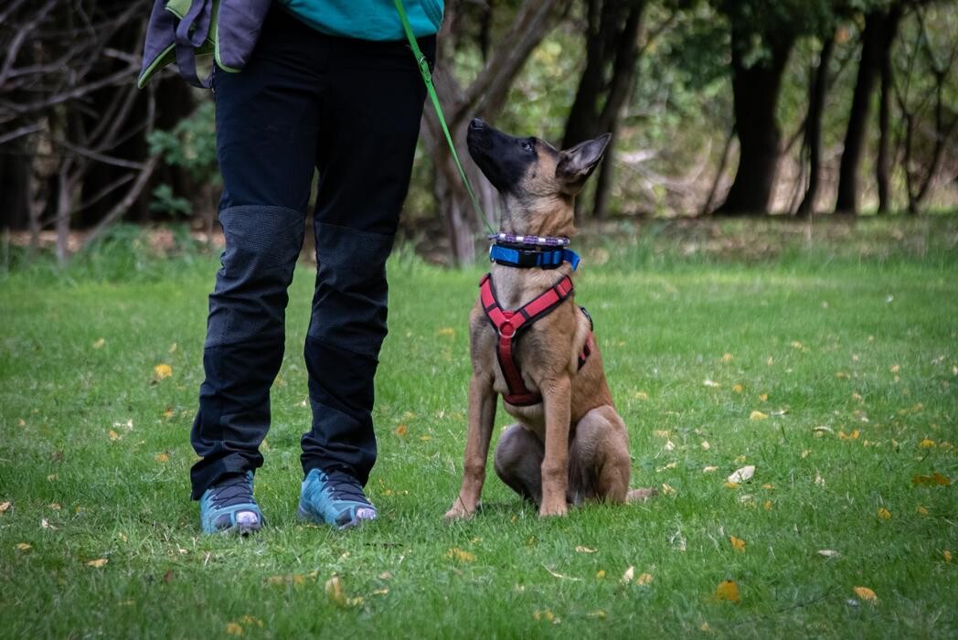 Bilder Hundetraining Zum Dream-Team