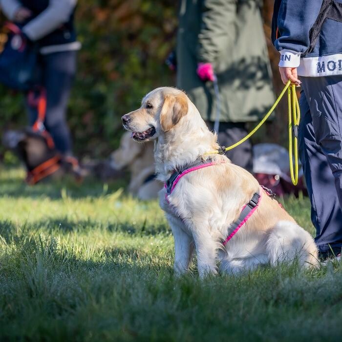 Bilder Hundetraining Zum Dream-Team