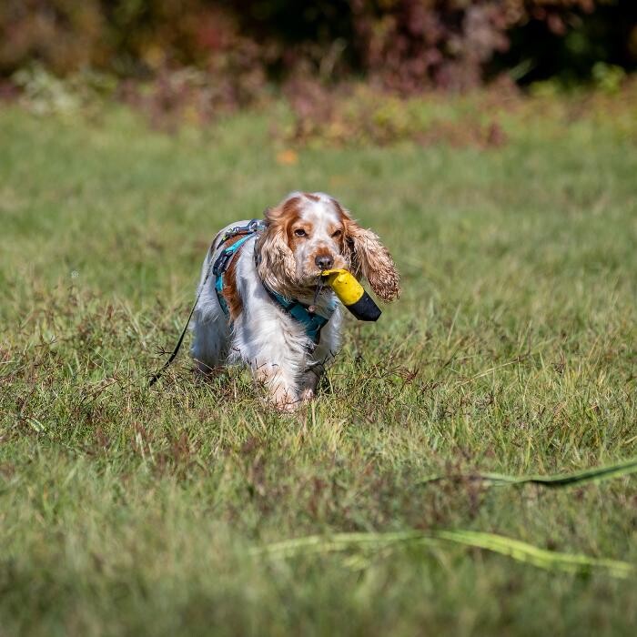 Bilder Hundetraining Zum Dream-Team